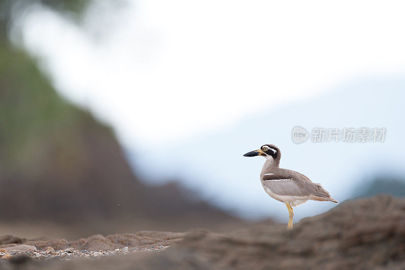 海鸟:成年沙滩粗膝鹬，又称沙滩石鹬(Esacus magnirostris)。